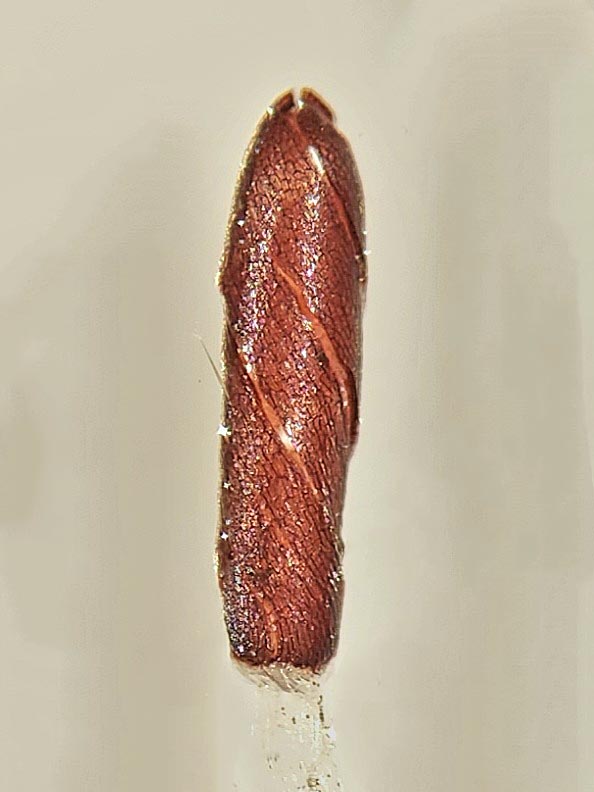 Calypogeia neogaea